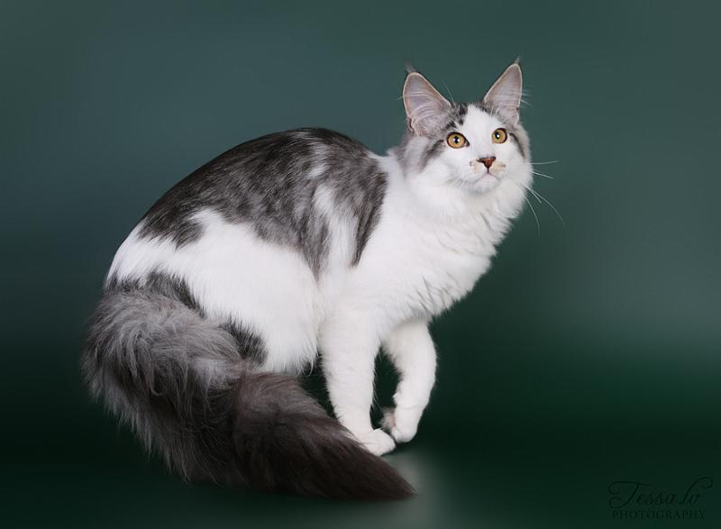 Lady, (c) Tarja Toivola.jpg - Lady, (c) Tarja Toivola